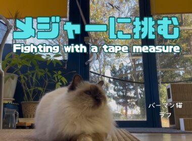 バーマン猫ラフ【メジャーに挑む】Fighting with a tape measure（バーマン猫）Birman/Cat