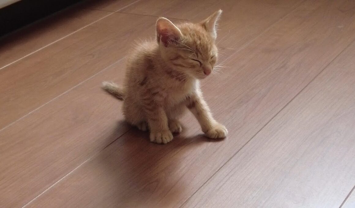 我が家に子猫を迎えた日 #1