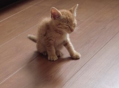 我が家に子猫を迎えた日 #1