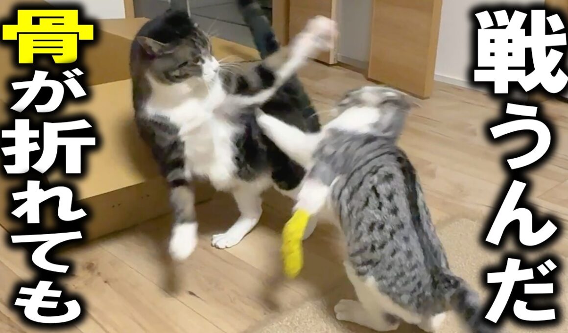 脚を骨折した子猫が、格上猫とプロレス勝負…そして友情が芽生える