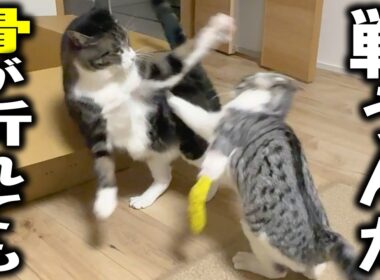 脚を骨折した子猫が、格上猫とプロレス勝負…そして友情が芽生える