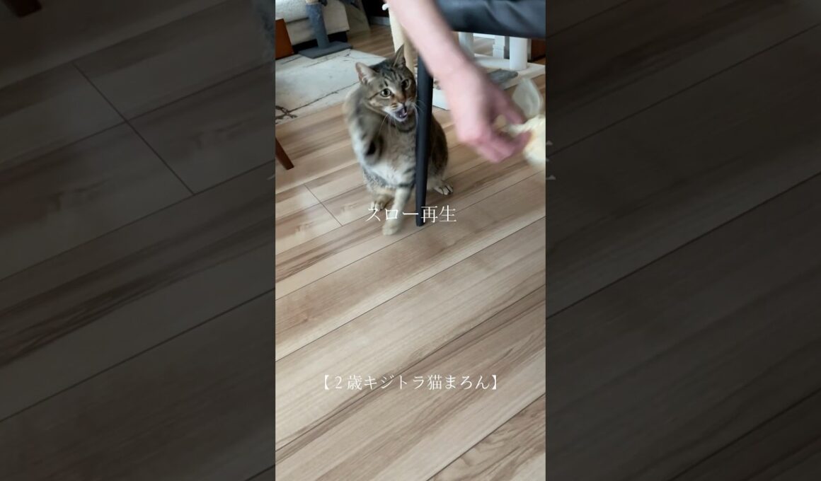 大興奮【2歳キジトラ猫まろん】