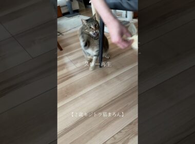 大興奮【2歳キジトラ猫まろん】