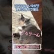 撫でられたくて甘えに来る猫 #shorts #ノルウェージャンフォレストキャット #cat #ねこ #猫のいる暮らし