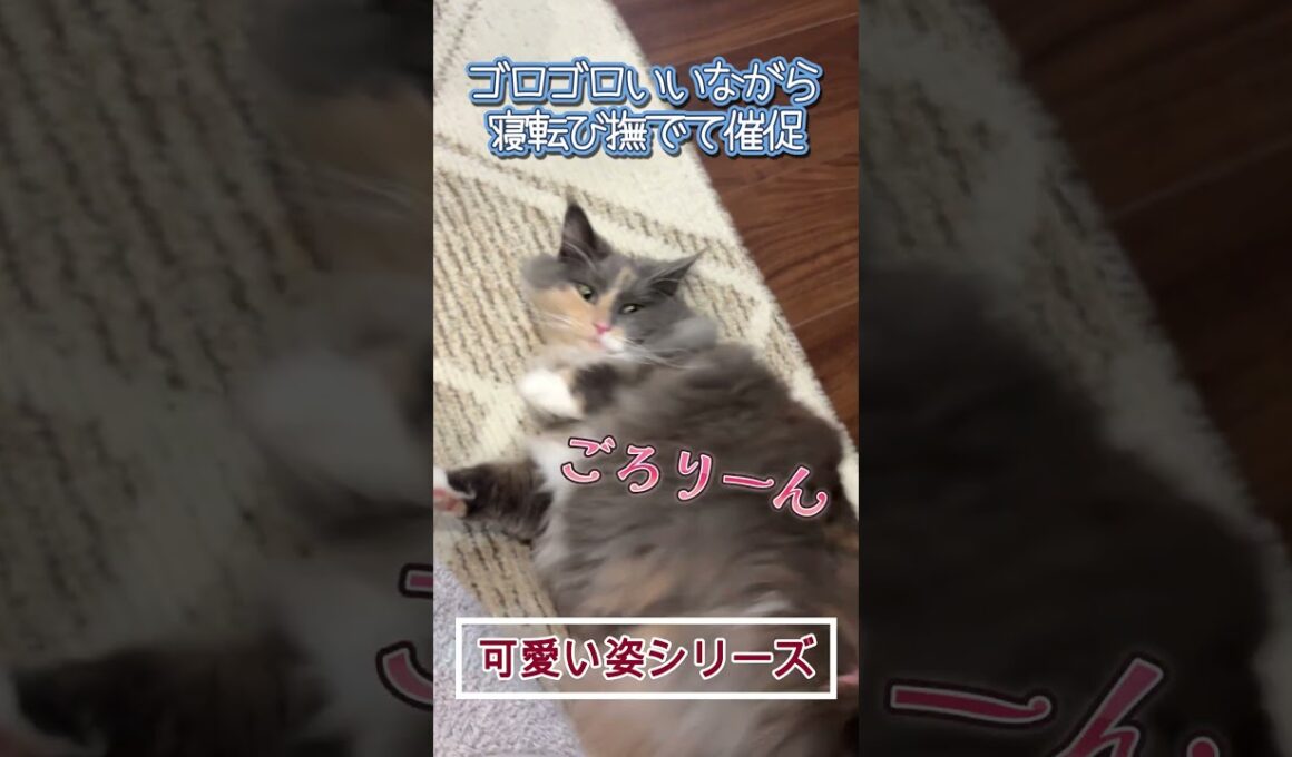 撫でられたくて甘えに来る猫 #shorts #ノルウェージャンフォレストキャット #cat #ねこ #猫のいる暮らし
