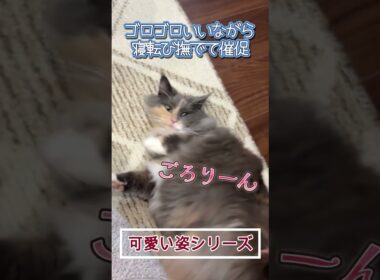 撫でられたくて甘えに来る猫 #shorts #ノルウェージャンフォレストキャット #cat #ねこ #猫のいる暮らし