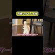 因縁つけてくる猫　#猫 #おもしろ #アテレコ #ニャンチューバーつくし