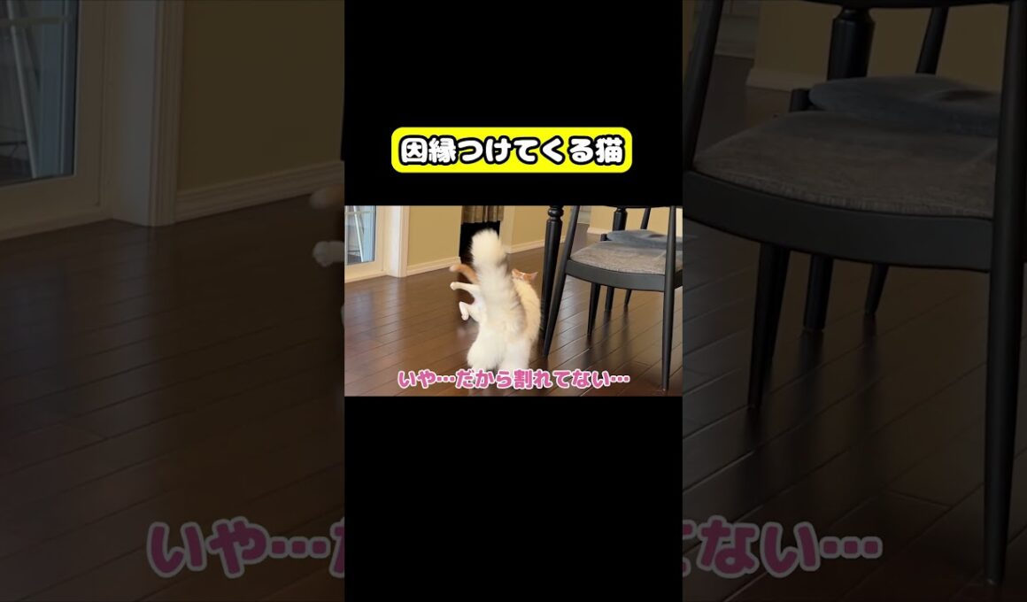 因縁つけてくる猫　#猫 #おもしろ #アテレコ #ニャンチューバーつくし