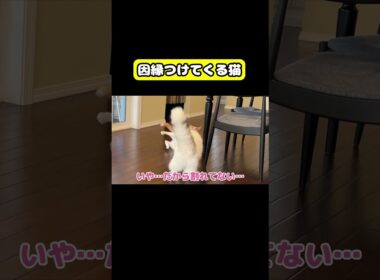 因縁つけてくる猫　#猫 #おもしろ #アテレコ #ニャンチューバーつくし