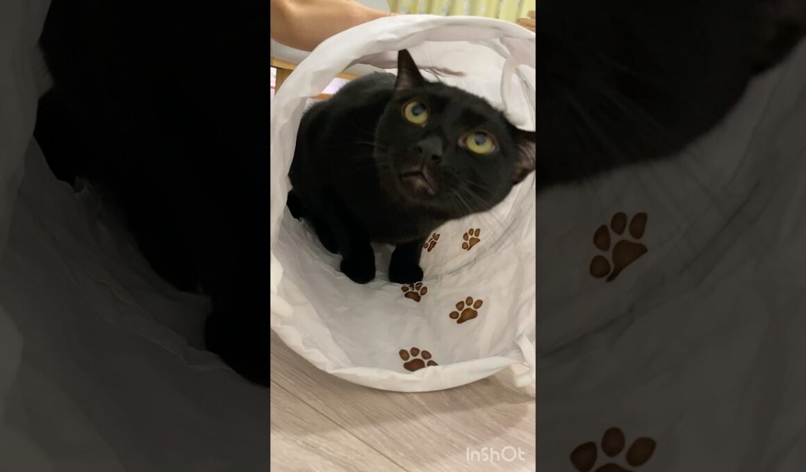 トンネル大好き黒猫ボンベイ　#cat #ねこ #ねこのいる生活 #ねこのいる暮らし #ねこ動画 #猫 #猫好きさんと繋がりたい #かわいい #癒やし #おもちゃ #甘えん坊