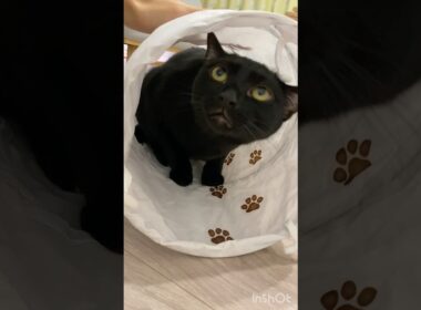 トンネル大好き黒猫ボンベイ　#cat #ねこ #ねこのいる生活 #ねこのいる暮らし #ねこ動画 #猫 #猫好きさんと繋がりたい #かわいい #癒やし #おもちゃ #甘えん坊