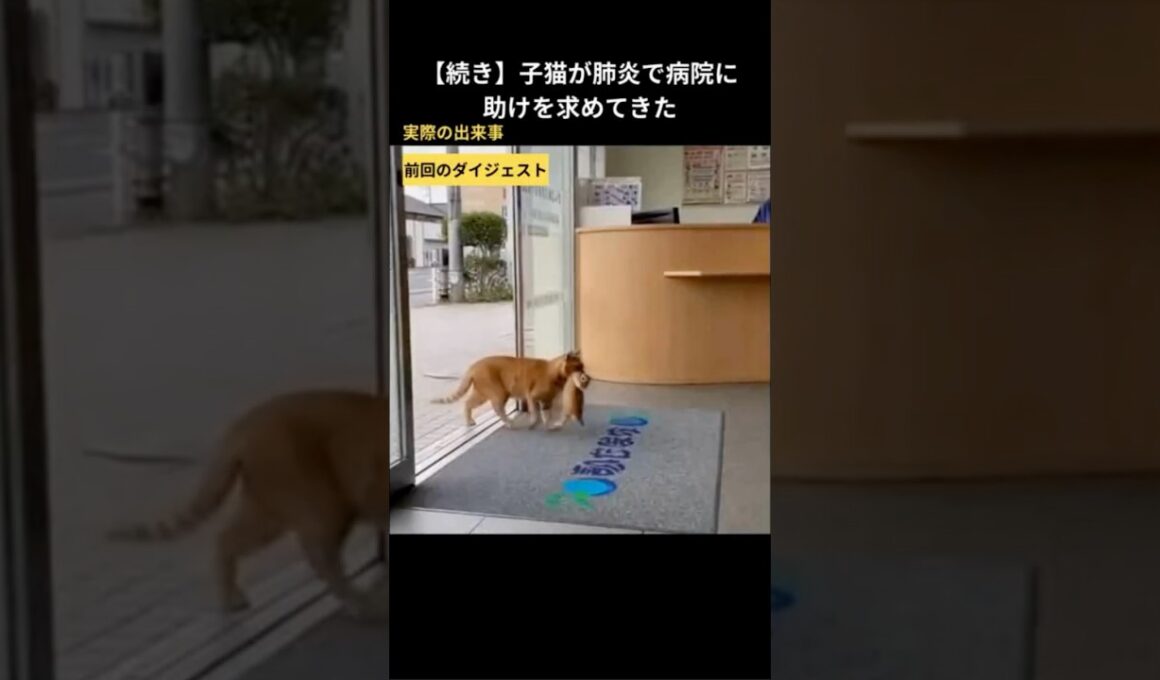 【続き】子猫が肺炎で病院に助けを求めてきた #保護猫 #猫動画 #野良猫 #絵巻