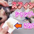 【セナちゃん】毛がない猫スフィンクスを洗ったらお湯の色で超ビックリ！ | 毛が無いからシャンプー必要無いでしょ？この動画を見てもそう思いますか？【スフィンクス】
