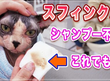 【セナちゃん】毛がない猫スフィンクスを洗ったらお湯の色で超ビックリ！ | 毛が無いからシャンプー必要無いでしょ？この動画を見てもそう思いますか？【スフィンクス】