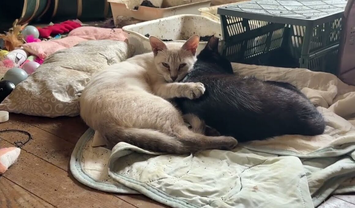 黒猫の黒夢に、可愛く添い寝するシャムの雫