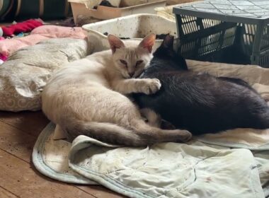 黒猫の黒夢に、可愛く添い寝するシャムの雫