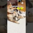 子猫たちの子守りをする柴犬さん｜PECO