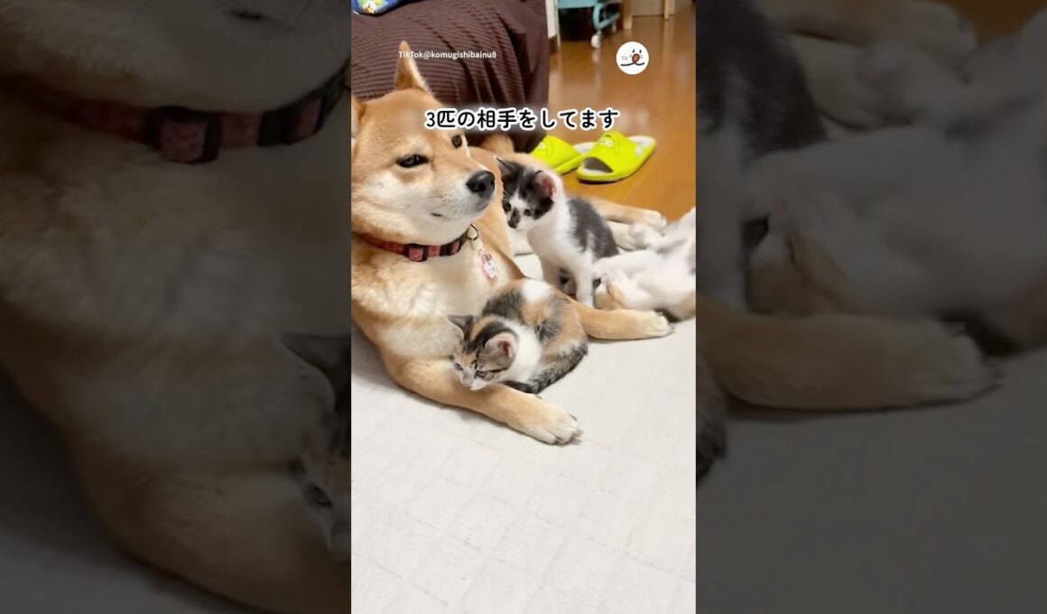 子猫たちの子守りをする柴犬さん｜PECO