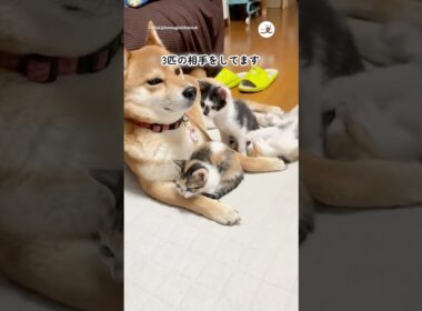 子猫たちの子守りをする柴犬さん｜PECO
