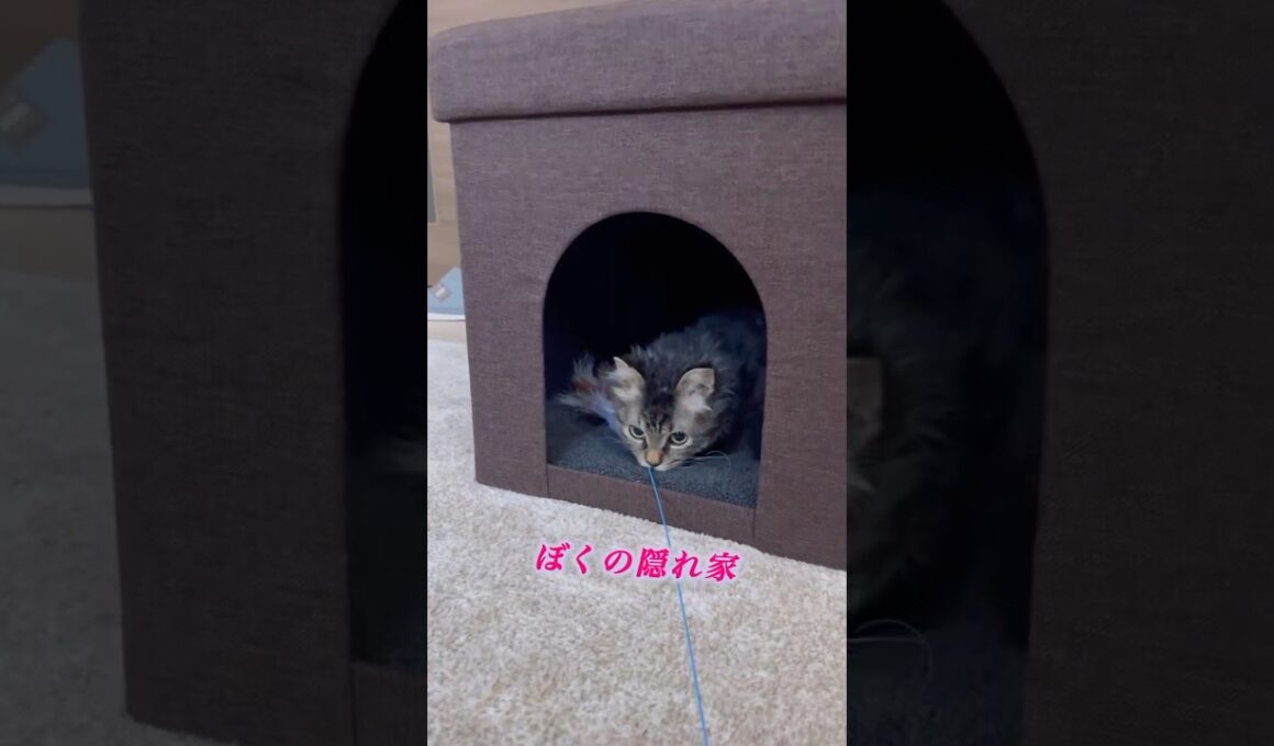 猫くうちゃんの隠れ家 #cat #猫のいる暮らし #スクーカム #猫 #猫好きさんと繋がりたい