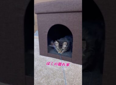猫くうちゃんの隠れ家 #cat #猫のいる暮らし #スクーカム #猫 #猫好きさんと繋がりたい