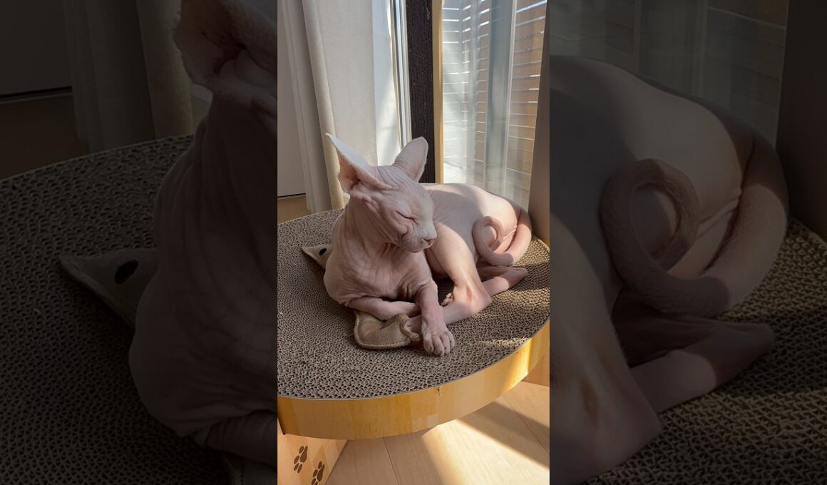 エビを枕にしてくつろぐ猫アレクサンドラ【スフィンクス】