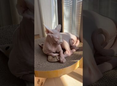 エビを枕にしてくつろぐ猫アレクサンドラ【スフィンクス】