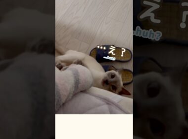 甘えん坊猫とだるまさんがころんだしたら…最後こうなる🐾