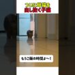 ゴハンの時間に身を隠して母猫を出し抜く子猫　#猫 #ねこ #母猫 #子猫 #にゃんこ #猫動画 #ネコのいる暮らし #ねこ好きさんと繋がりたい #面白い #驚き #カワイイ #shorts