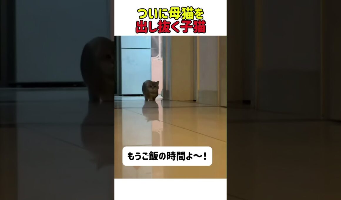 ゴハンの時間に身を隠して母猫を出し抜く子猫　#猫 #ねこ #母猫 #子猫 #にゃんこ #猫動画 #ネコのいる暮らし #ねこ好きさんと繋がりたい #面白い #驚き #カワイイ #shorts