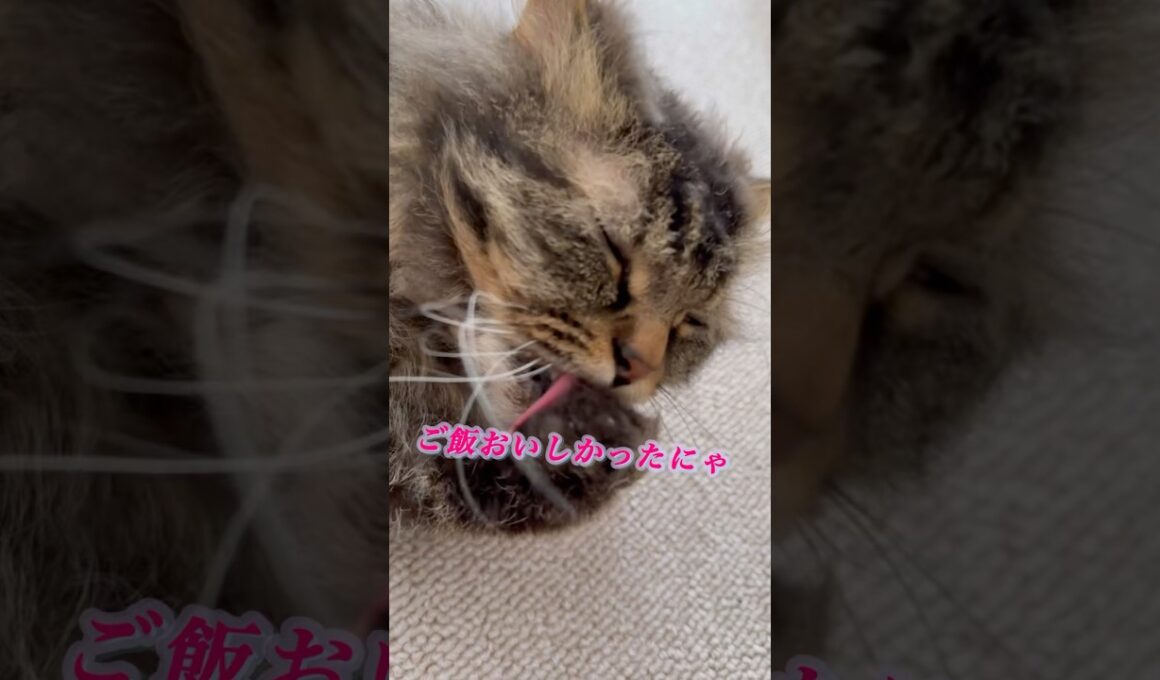 夜ご飯後のまったり時間 #スクーカム #cat #猫のいる暮らし #猫