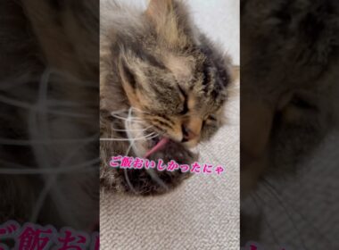 夜ご飯後のまったり時間 #スクーカム #cat #猫のいる暮らし #猫