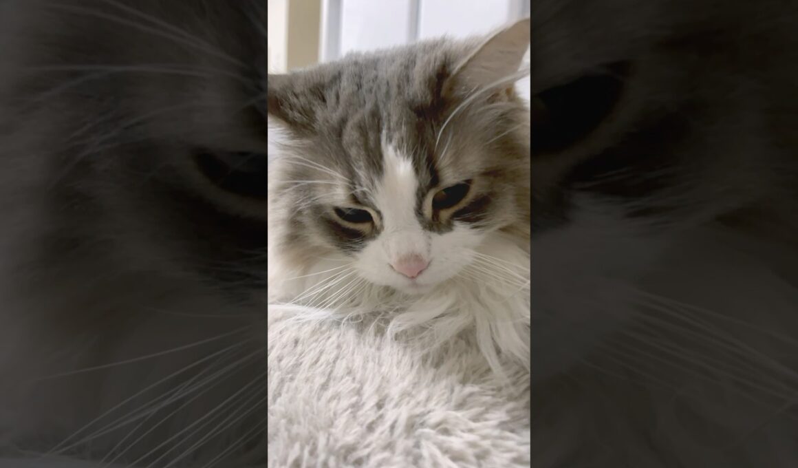 猫の大あくびの瞬間 #ノルウェージャンフォレストキャット #猫 #猫動画 #猫のいる暮らし #catshorts