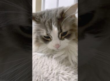 猫の大あくびの瞬間 #ノルウェージャンフォレストキャット #猫 #猫動画 #猫のいる暮らし #catshorts