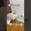 食いしん坊ニャンズの朝ごはんタイム🩷#ラグドール #猫のいる暮らし #猫好きさんと繋がりたい #ねこ動画 #大型猫