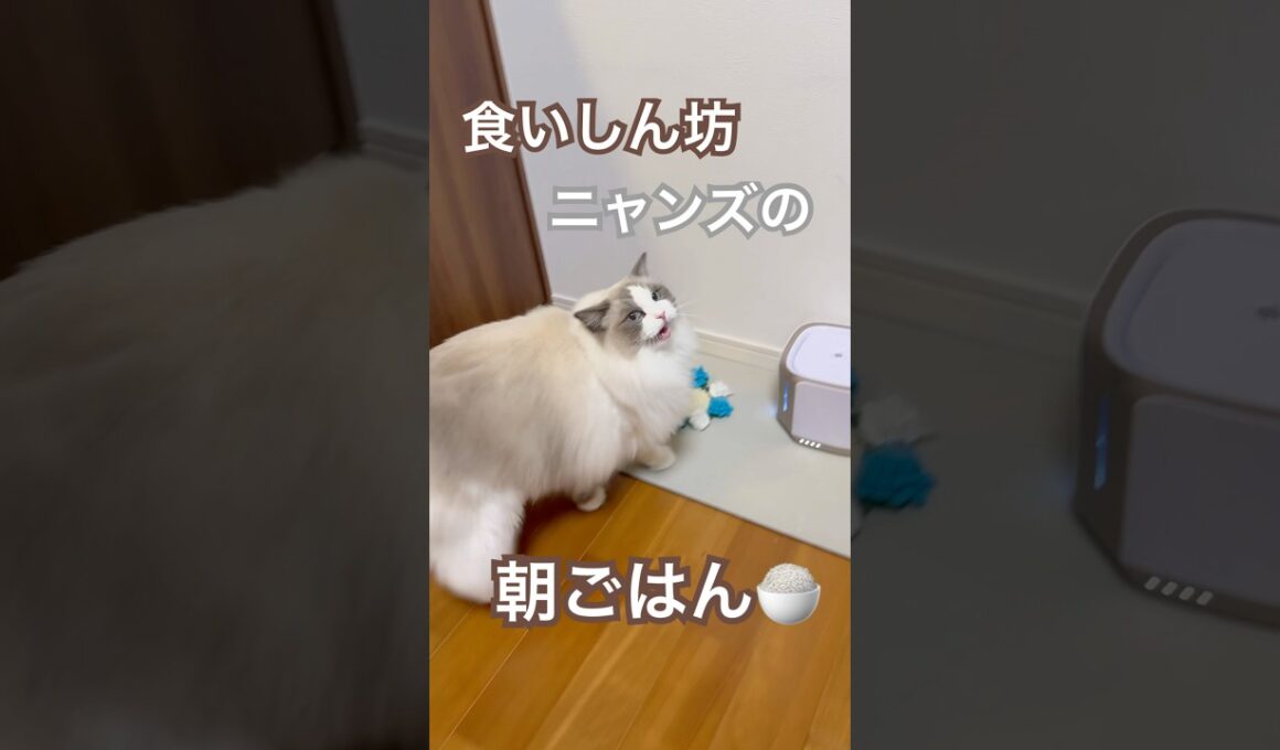 食いしん坊ニャンズの朝ごはんタイム🩷#ラグドール #猫のいる暮らし #猫好きさんと繋がりたい #ねこ動画 #大型猫