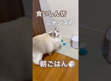食いしん坊ニャンズの朝ごはんタイム🩷#ラグドール #猫のいる暮らし #猫好きさんと繋がりたい #ねこ動画 #大型猫