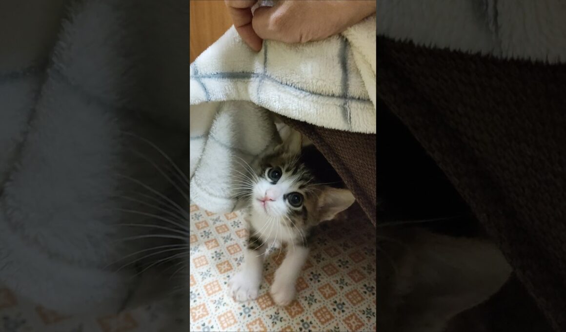 今日はそっくん #cat #好きな子猫 #子ネコ #kitten #cute #ねこ #子猫 #猫のいる暮らし #kitty #猫のいる暮らし #gatto #猫のいる生活 #保護猫 が隠れてました😺