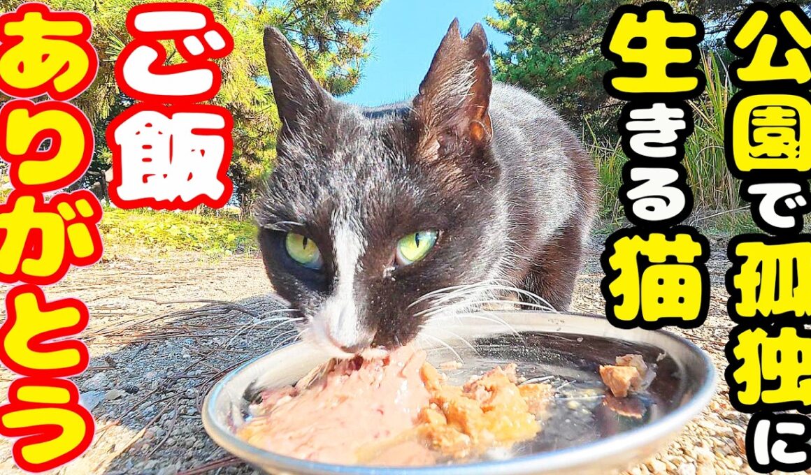 今日も公園で孤独に生きる猫にご飯をあげると・・・ さくらねこへのエサやり ハイソックス猫【視聴だけでも猫たちを助けることになります】支援者様 視聴者様 猫たちに神のご加護を！野良猫の感動猫動画