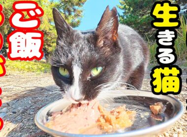 今日も公園で孤独に生きる猫にご飯をあげると・・・ さくらねこへのエサやり ハイソックス猫【視聴だけでも猫たちを助けることになります】支援者様 視聴者様 猫たちに神のご加護を！野良猫の感動猫動画