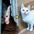 独りゴミ捨て場で鳴いていた子猫が､幸せを掴むまでの半年間の軌跡