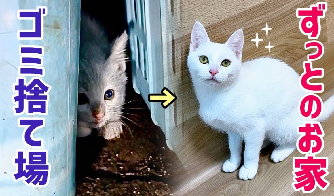 独りゴミ捨て場で鳴いていた子猫が､幸せを掴むまでの半年間の軌跡