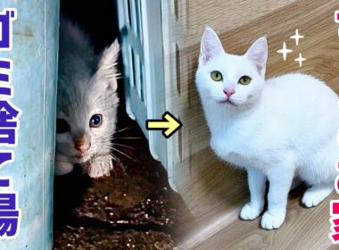 独りゴミ捨て場で鳴いていた子猫が､幸せを掴むまでの半年間の軌跡