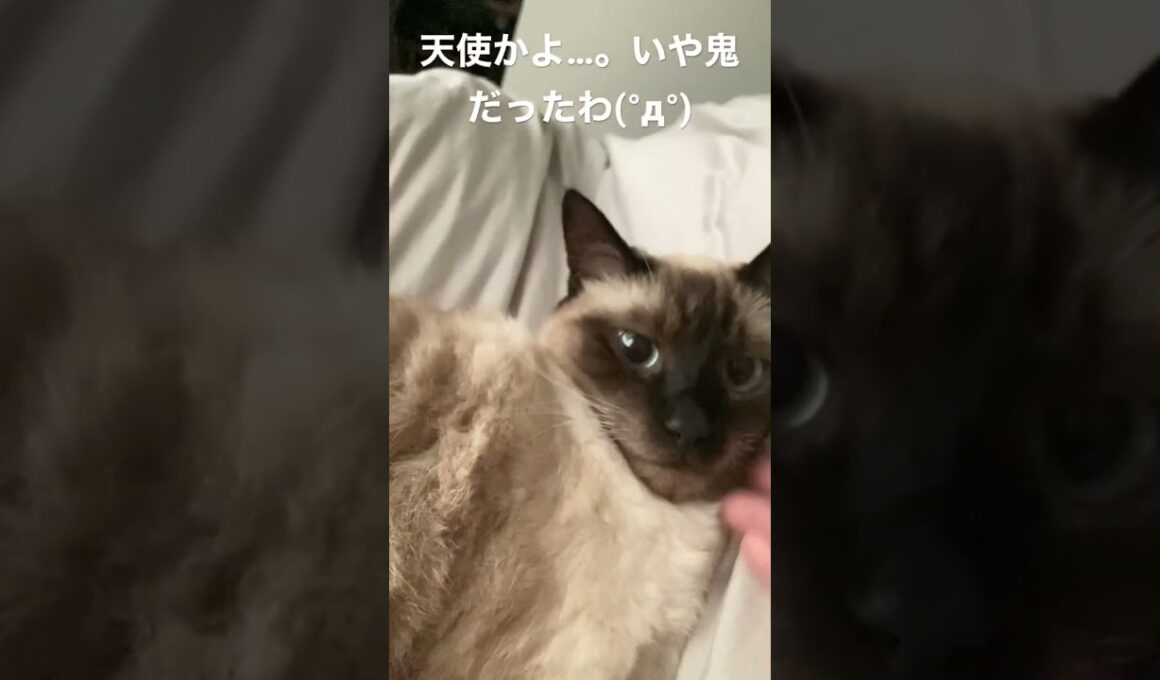 【シャム猫】朝起きたらそこに居て可愛かったが彼は私を食べるつもりだった。