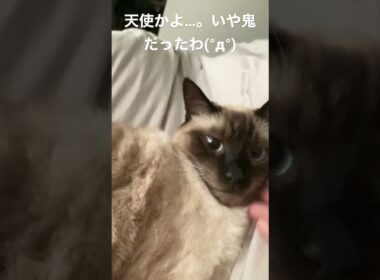【シャム猫】朝起きたらそこに居て可愛かったが彼は私を食べるつもりだった。