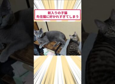 新入りの子猫、先住猫に好かれすぎてしまう #2ch動物スレ #猫動画 #猫のいる暮らし