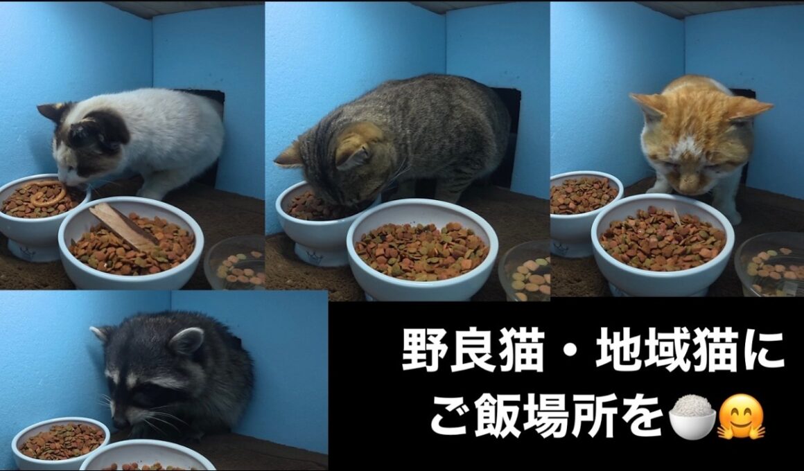 シャム母さんを筆頭に、キジトラ君、BOSS、アライグマさんと沢山の子達がご飯を食べに来たよ。