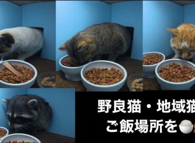 シャム母さんを筆頭に、キジトラ君、BOSS、アライグマさんと沢山の子達がご飯を食べに来たよ。