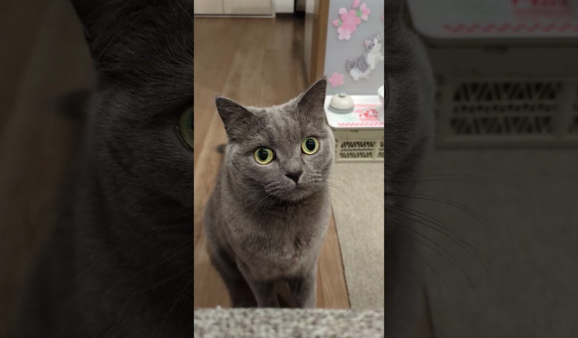 本日のネネちゃん🐱 #猫 #shorts #cat