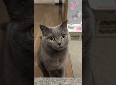 本日のネネちゃん🐱 #猫 #shorts #cat